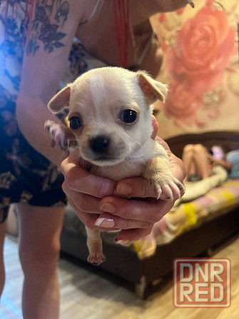 Чихуахуа на Новый Год Донецк - изображение 1