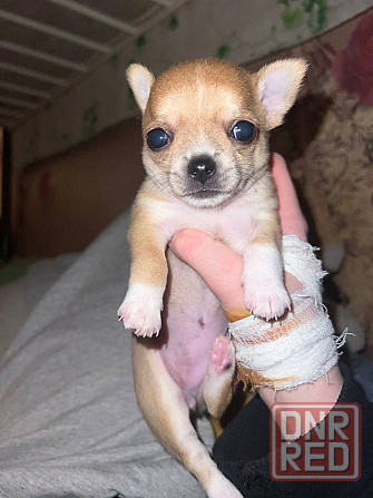 Чихуахуа на Новый Год Донецк - изображение 3
