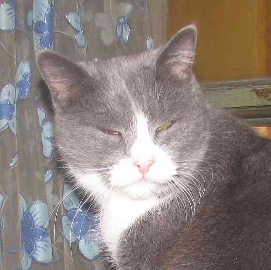 So Nasty?! кошка которая курит Донецк