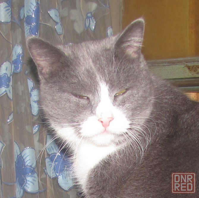 So Nasty?! кошка которая курит Донецк - изображение 1