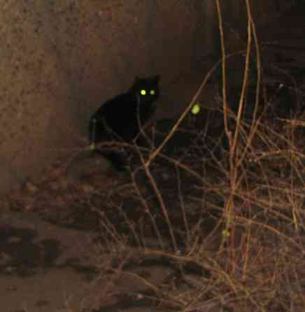 Та перед работой, ест кору Донецк