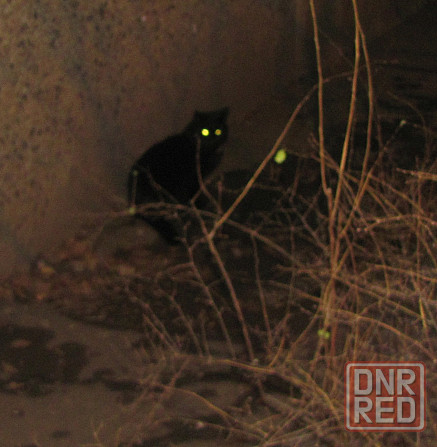 Та перед работой, ест кору Донецк - изображение 1