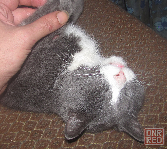 Кротэ почитал, скоро кукурузу Донецк - изображение 1