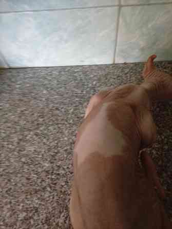 Продажа эльфа канадского сфинкса Макеевка