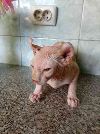 Продажа эльфа канадского сфинкса Макеевка