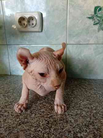Продажа эльфа канадского сфинкса Макеевка