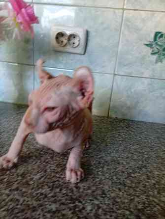 Продажа эльфа канадского сфинкса Макеевка