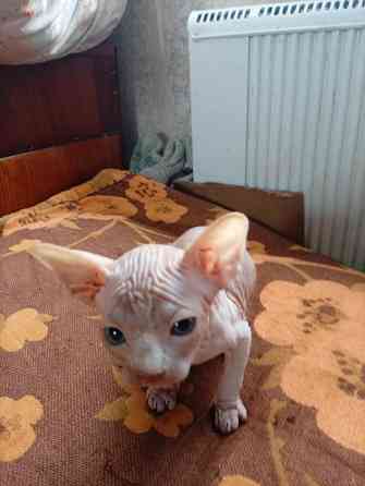 Продажа канадского сфинкса Макеевка