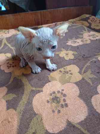 Продажа канадского сфинкса Макеевка