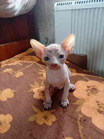 Продажа канадского сфинкса Макеевка