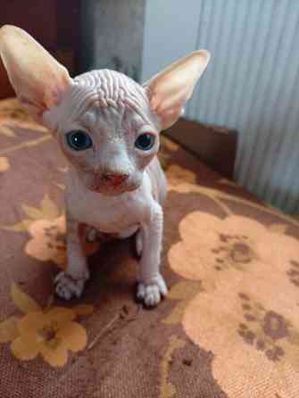 Продажа канадского сфинкса Макеевка