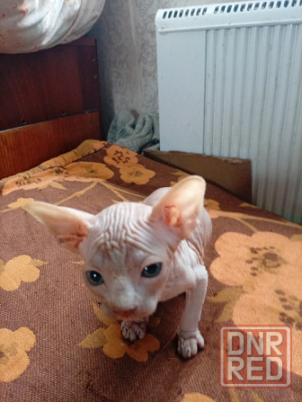Продажа канадского сфинкса Макеевка - изображение 3
