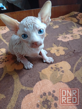 Продажа канадского сфинкса Макеевка - изображение 2