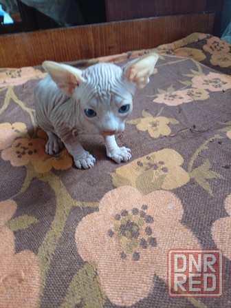 Продажа канадского сфинкса Макеевка - изображение 1