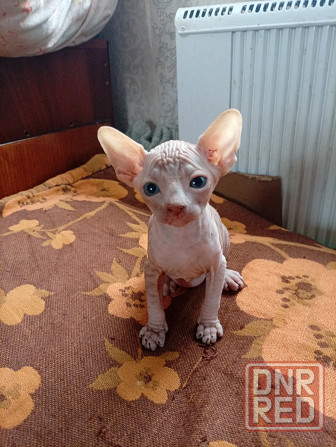 Продажа канадского сфинкса Макеевка - изображение 5