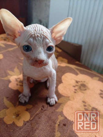 Продажа канадского сфинкса Макеевка - изображение 4