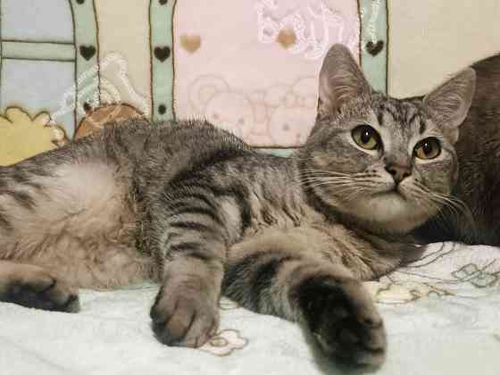 Котята подрощенные Донецк