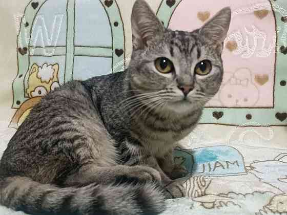 Котята подрощенные Донецк