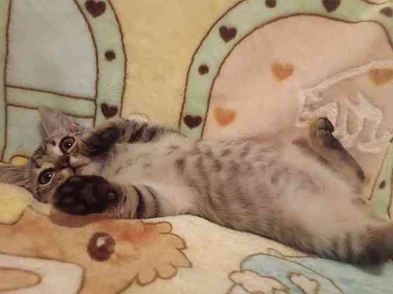 Котята подрощенные Донецк