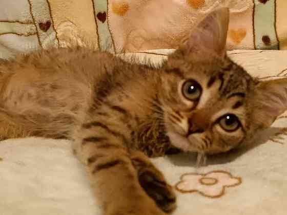 Котята подрощенные Донецк