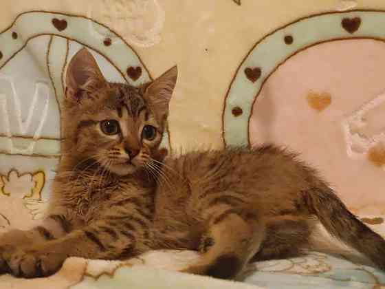 Котята подрощенные Донецк