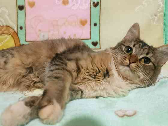 Котята подрощенные Донецк