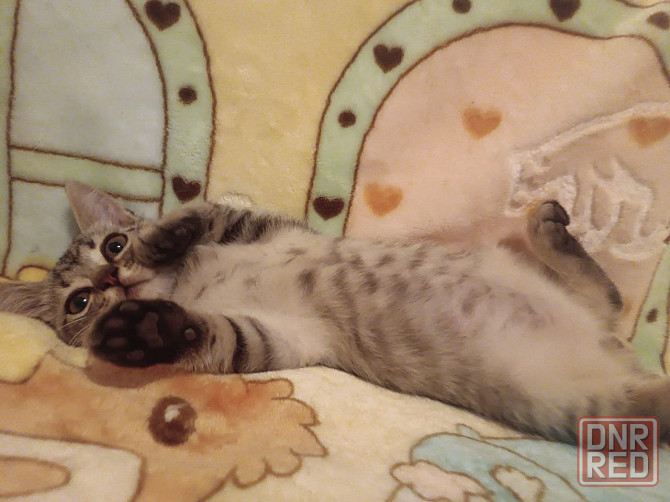 Котята подрощенные Донецк - изображение 2