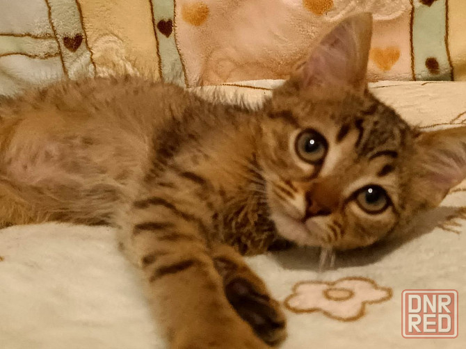 Котята подрощенные Донецк - изображение 3