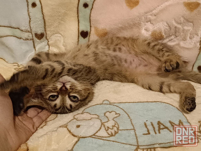 Котята подрощенные Донецк - изображение 5