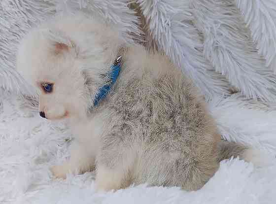 Синеглазый микро медведик. Донецк