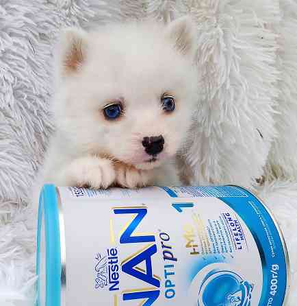 Синеглазый микро медведик. Донецк