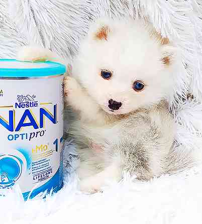 Синеглазый микро медведик. Донецк