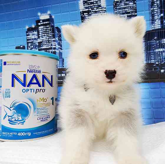 Синеглазый микро медведик. Донецк