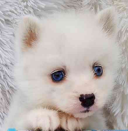 Синеглазый микро медведик. Донецк