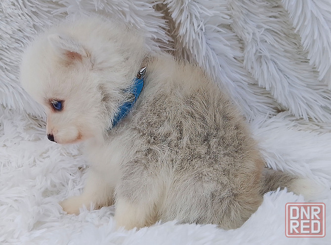 Синеглазый микро медведик. Донецк - изображение 4