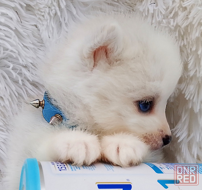 Синеглазый микро медведик. Донецк - изображение 7