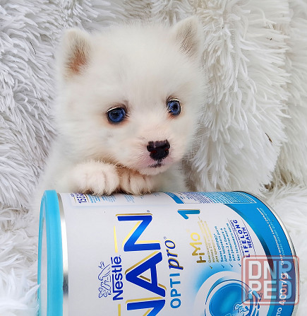 Синеглазый микро медведик. Донецк - изображение 6