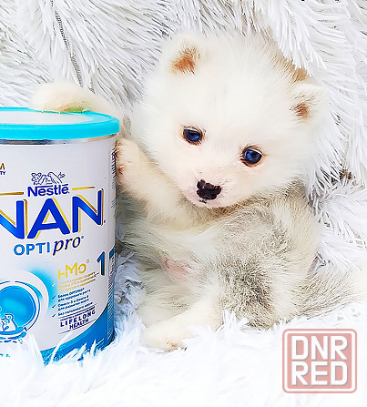 Синеглазый микро медведик. Донецк - изображение 3