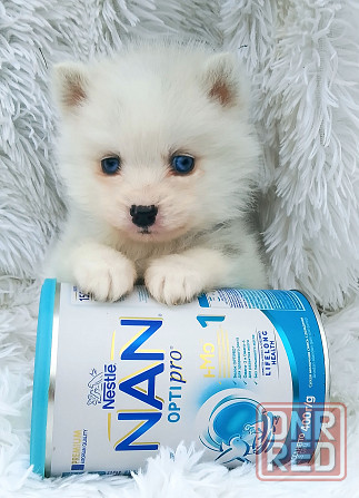 Синеглазый микро медведик. Донецк - изображение 1