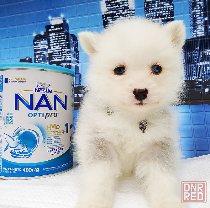 Синеглазый микро медведик. Донецк - изображение 2