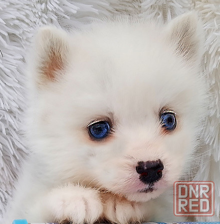 Синеглазый микро медведик. Донецк - изображение 5