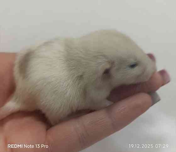 Крысенок мальчик Дамбо Макеевка