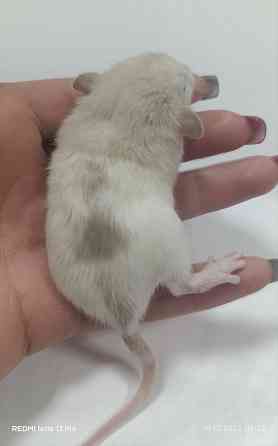 Крысенок мальчик Дамбо Макеевка