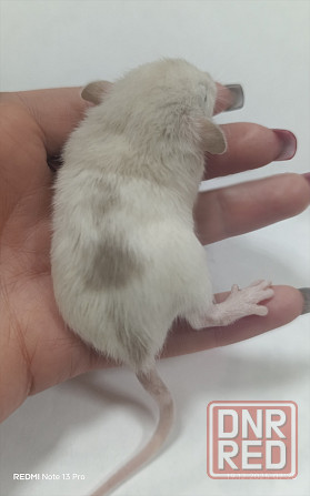 Крысенок мальчик Дамбо Макеевка - изображение 2