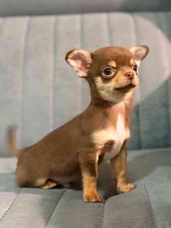 Мальчик чихуахуа Донецк