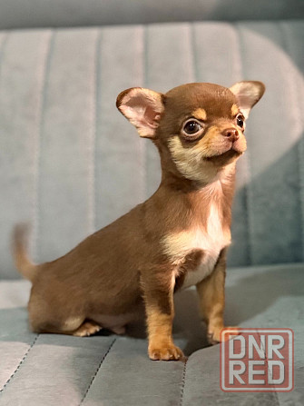 Мальчик чихуахуа Донецк - изображение 1