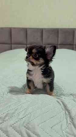 Длинношерстный мальчик чихуахуа Донецк