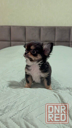 Длинношерстный мальчик чихуахуа Донецк - изображение 1