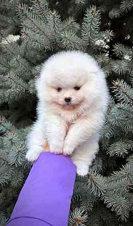 Щенки Померанского Шпица Донецк