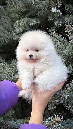 Щенки Померанского Шпица Донецк